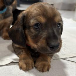 Boy 2 - Sable male Dachshund puppy in Miami, Florida from Marble Dachshunds