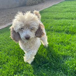 Cinnabuns - Silver-beige  female Poodle puppy in Phoenix, Arizona from La Petite poodle