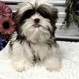SB Neko - Liver and white male Shih Tzu puppy in Elgin, South Carolina from Silver Bells Paw Prints