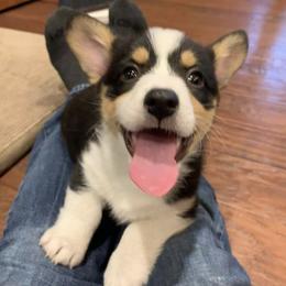 Pembroke Welsh Corgis from Michele's Corgis