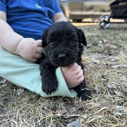 Cockapoo and Havapoo Puppies from Hofer Pups