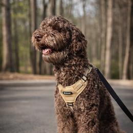 Koda - Bernedoodle