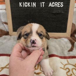 Dean - Red male Pembroke Welsh Corgi puppy in Chariton, Iowa from Kickin It Acres BCs