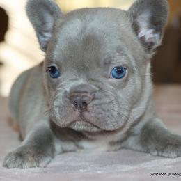 Nico - Blue male French Bulldog puppy in Winnsboro, Texas from JP Ranch Bulldogs