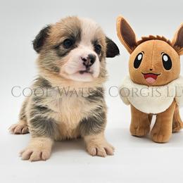 Eevee - Red female Pembroke Welsh Corgi puppy in Kiowa, Colorado from Cool Water Corgis LLC