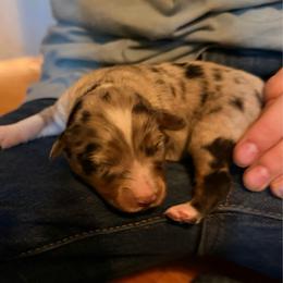Dandelion - Blue merle female Miniature Australian Shepherd puppy in Harpers Ferry, West Virginia from Carter's Cuties