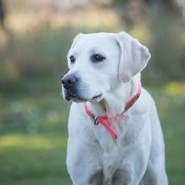 Luna - Labrador Retriever