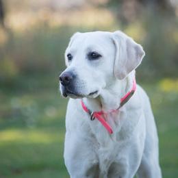 Luna - Labrador Retriever