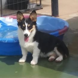 Sky - Pembroke Welsh Corgi