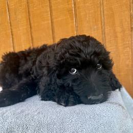 Colin - Black male Goldendoodle puppy in Caddo Mills, Texas from Fire Wife Doodles