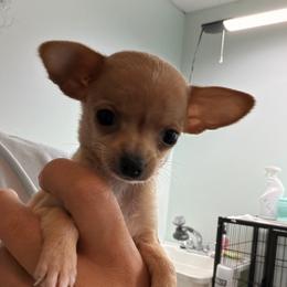Chalupa - Fawn female Chihuahua puppy in Palm Coast, Florida from Fiesta Pups