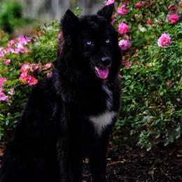 Eko - Black female Siberian Husky puppy in Deer Park, Texas from SouthernBell Siberian Huskies