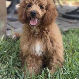 Pepper Jack - Red male Cockapoo puppy in Pledger, Texas from Sugarbear Cockapoos