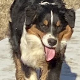 Bubba - Australian Shepherd puppy in Tulsa, Oklahoma from Lucky Penny Aussies and Lucky Penny Transport