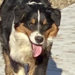 Bubba - Australian Shepherd puppy in Tulsa, Oklahoma from Lucky Penny Aussies and Lucky Penny Transport