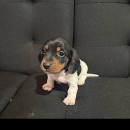 Rip - Piebald male Dachshund puppy in Liberty, Mississippi from Liberty Oaks Aussies and Dachshunds