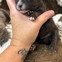 Milo - Black and white male Pomsky puppy in Casa Grande, Arizona from Arizonas Pomsky Squad