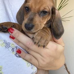 Dachshund All Grown Up from Hotdawgz standard AKC dachshunds