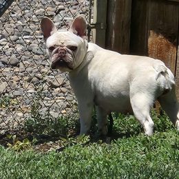 Opal - French Bulldog