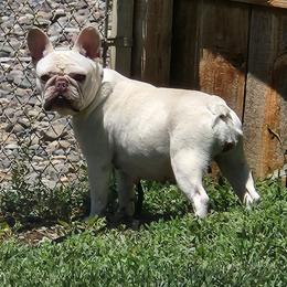 Opal - French Bulldog