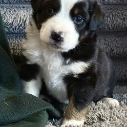 Willow - Black tri female Miniature Australian Shepherd puppy in Romney, West Virginia from South Branch Mini Aussies