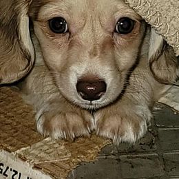 Dachshunds from Lone Star Dachshunds