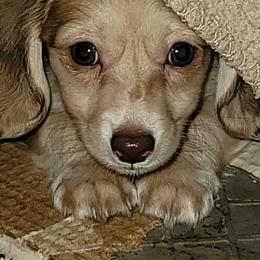 Dachshunds from Lone Star Dachshunds