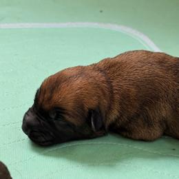 Sable Male (reserved) - Fawn sable male Belgian Malinois puppy in Irmo, Texas from Kaizen Ruach Malinois