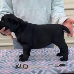 White Collar Girl - Black female Labrador Retriever puppy in Yelm, Washington from Prince Labradors