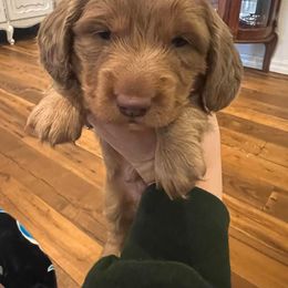 Dachshund Puppies from Chrissys