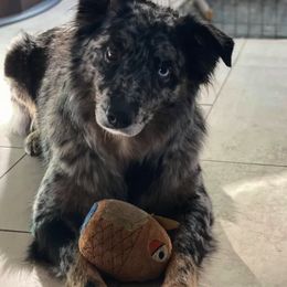 Australian Shepherds from Einhorn Aussies