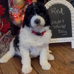 Red - Bruno - Parti male Goldendoodle puppy in Jasper, Georgia from Owen Doodles