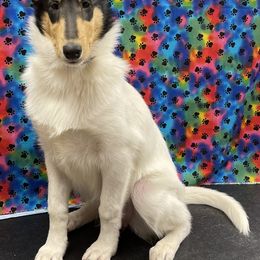 Girl 1 - Collie puppy in Graham, Washington from Diamund Collies