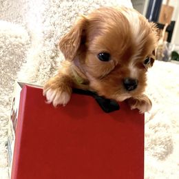 Cavalier King Charles Spaniels and Cavapoos from Texas Cavalier King Charles Spaniels Manard Enterprises