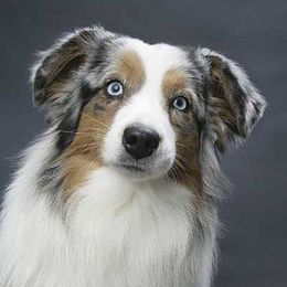 Miniature Australian Shepherds from Aussie Jamboree