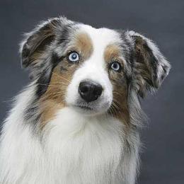 Miniature Australian Shepherds from Aussie Jamboree