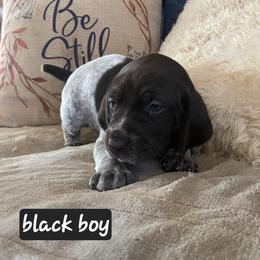Black - Liver roan male German Shorthaired Pointer puppy in Dahlonega, Georgia from Pointer Mountain Bird Dogs