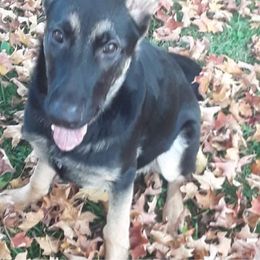 German Shepherd Puppies from Sandy’s Shepherds
