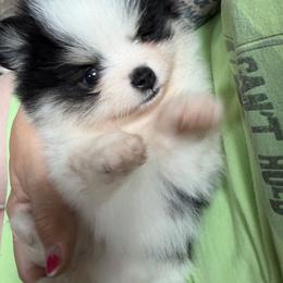 Bolt - Black and tan parti male Pomeranian puppy in Snohomish County, Washington from Heartlove Poms