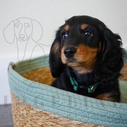 Batman - Black and tan male Dachshund puppy in Temecula, California from Naomi Magee's Dachshund Kennel