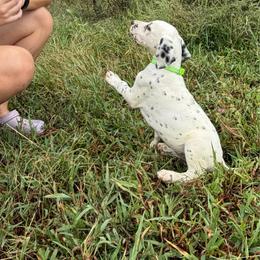Spark - LUA - White and black male Dalmatian puppy in Sedalia, Missouri from Missouri Dalmatians