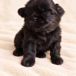 Millie - Black female Shih Tzu puppy in Jones, Oklahoma from J&R Aussies/Shih Tzu