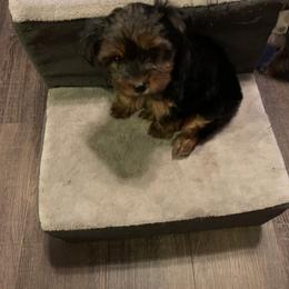 Yorkshire Terrier Puppies from Missy Lu Lap Puppies