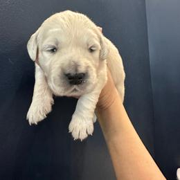 Teddy - Light golden male Golden Retriever puppy in Benson, North Carolina from Mule City Kennels