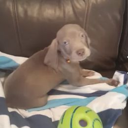 Weimaraners from Isaih McDuffie's Weimaraners