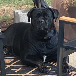 KK - Cane Corso