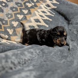 Boy 2 - Black and tan male Dachshund puppy in Winchester, Idaho from Mission Creek Dachshunds
