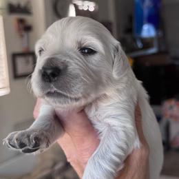 Boy 3 - Light golden male Golden Retriever puppy in Lake Hughes, California from Golden Hills Retrievers