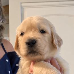 1st pick boy - Golden male Golden Retriever puppy in Fresno, California from Warwick’s Central California Goldens