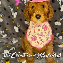 Snow - Goldendoodle puppy from Golden Life Doodles